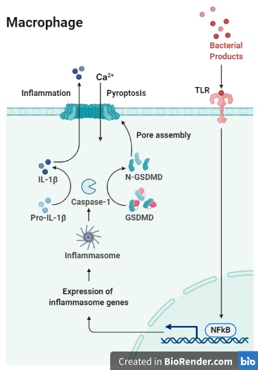 phages