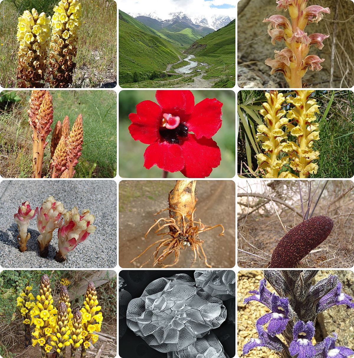 mozaika zdjęć roślin z Centrum Badań i Ochrony Różnorodności Biologicznej