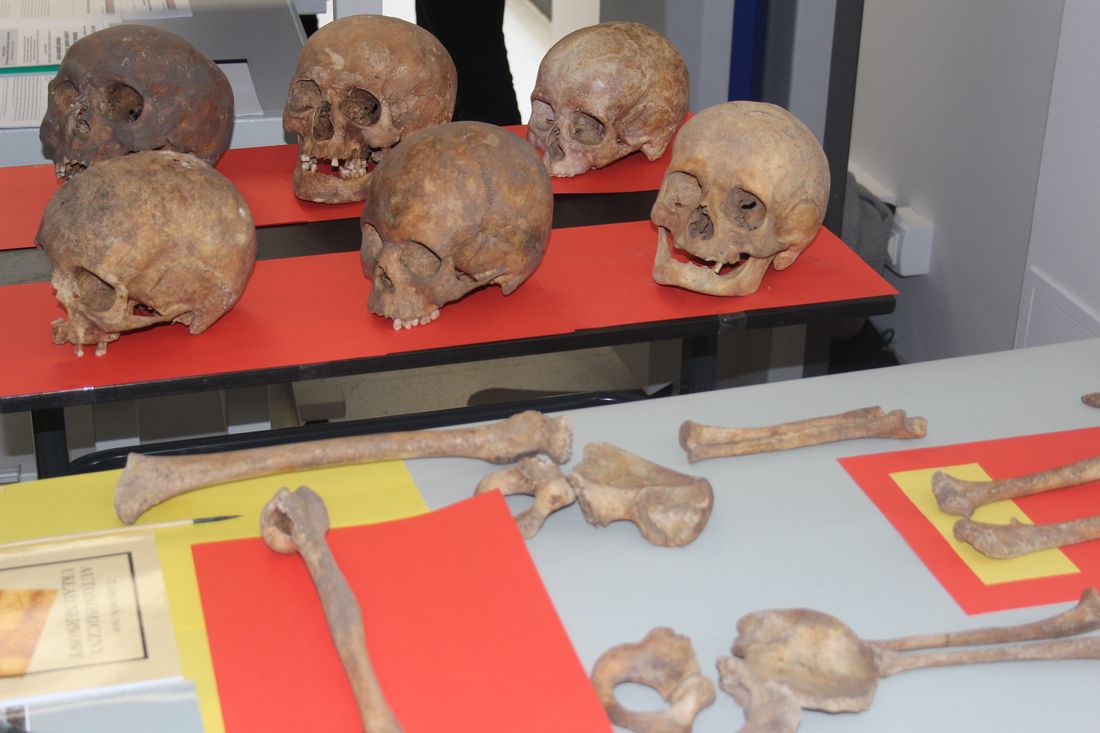 Dzień otwarty Uczelni - czaszki i kości ludzkie