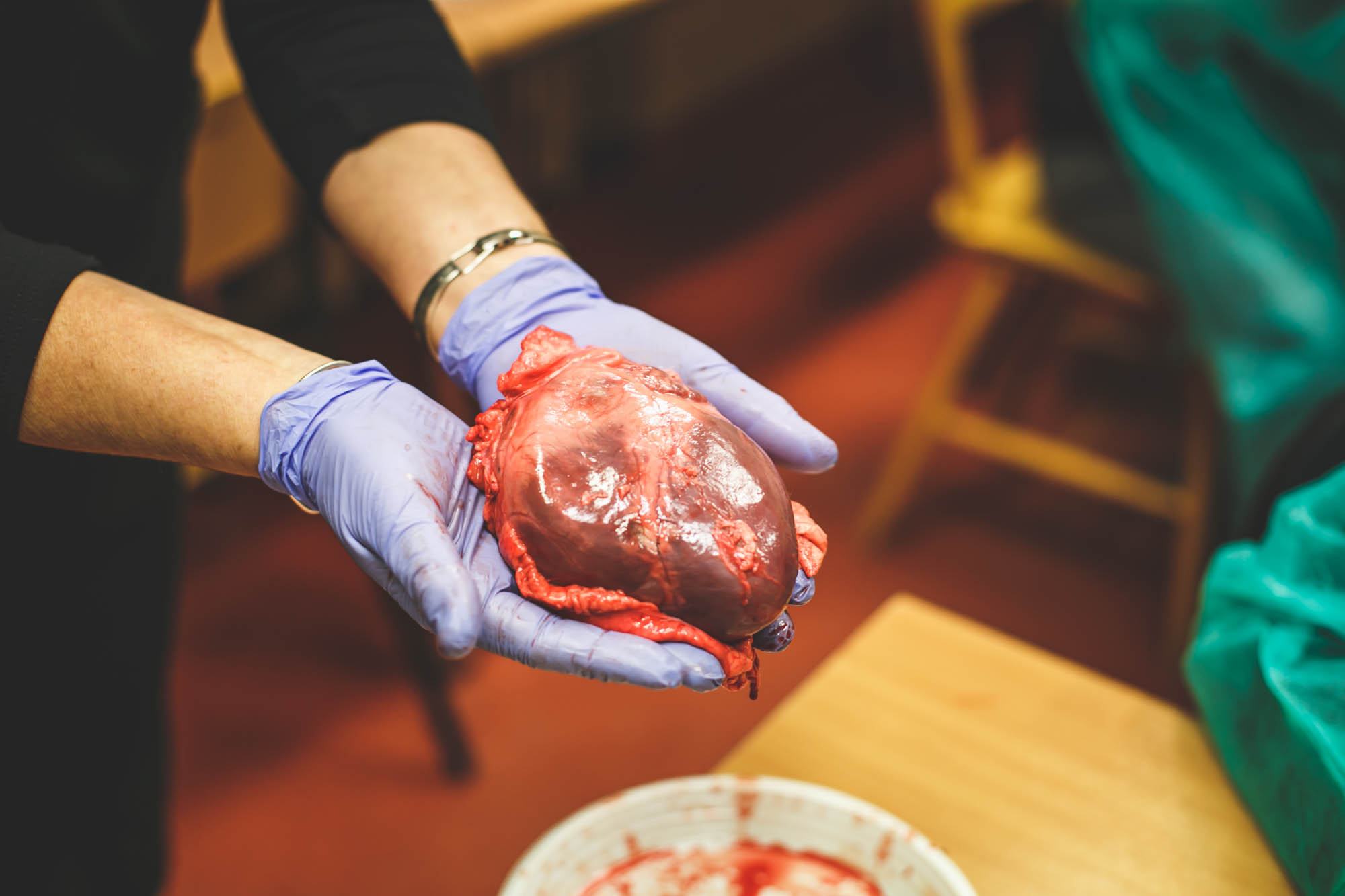 Noc Biologów - serce świni - sekcja serca