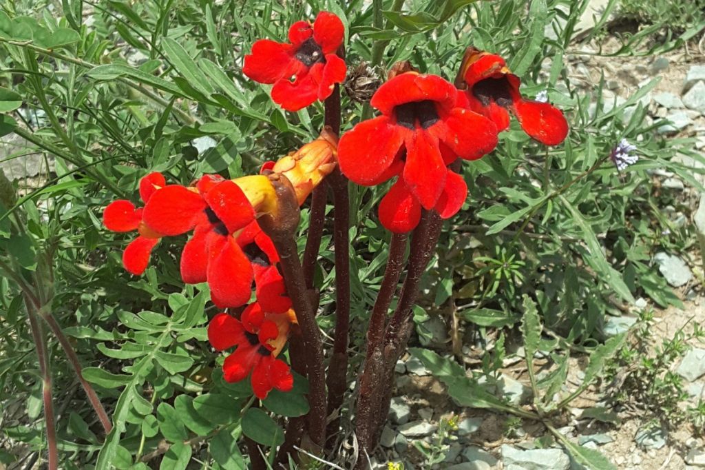 roślina pasożytnicza w Ogrodzie Botanicznym